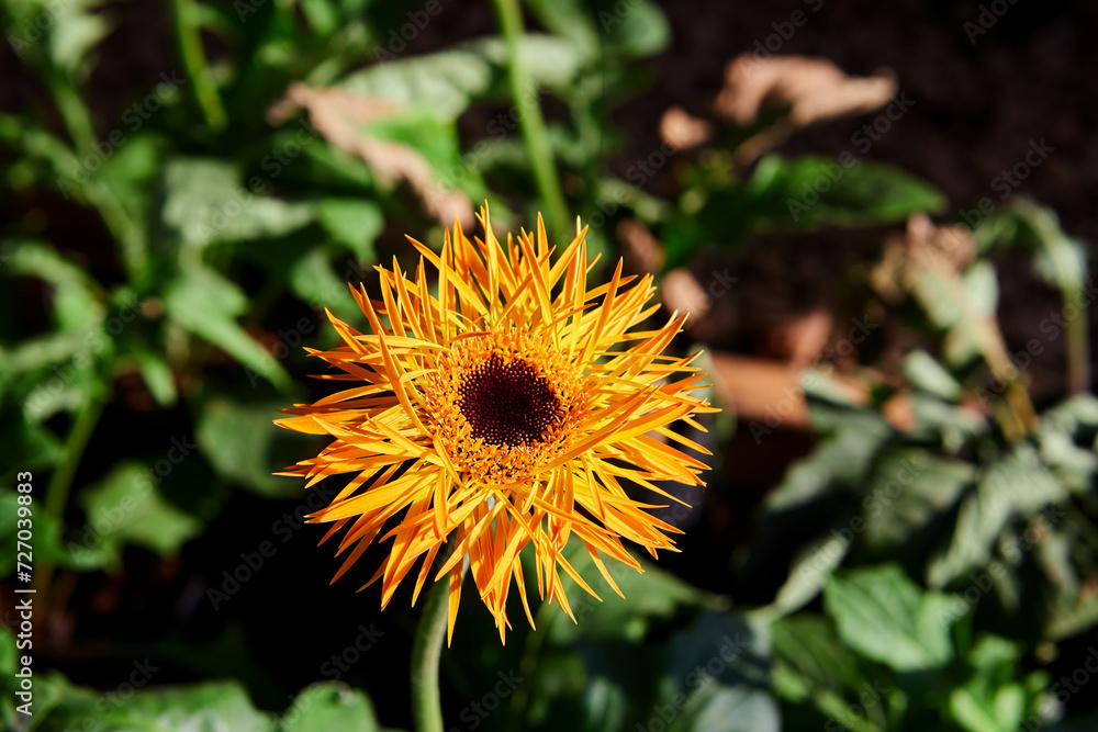 Close-up view of orange Gerbera flower blooming in the garden