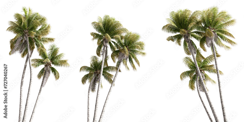 Three coconut tree isolated on white Three coconut tree isolated on white