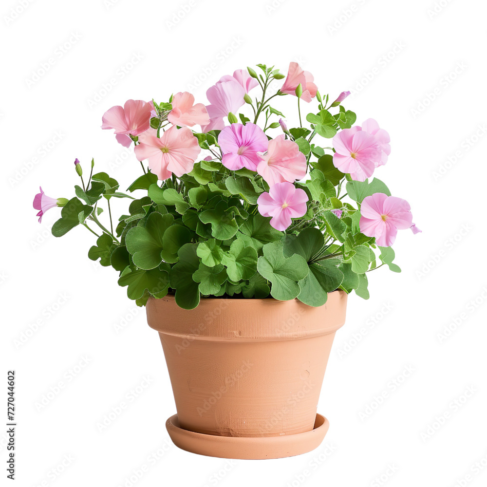 Blooming Pink Geraniums in Terracotta Flowerpot Vector