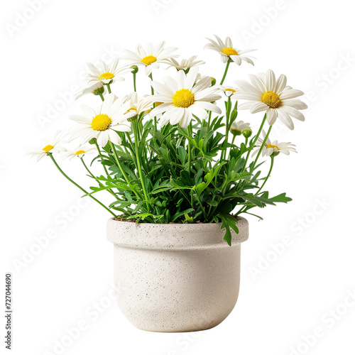 Daisies in a Modern Concrete Pot Isolated Vector © LaurieCu