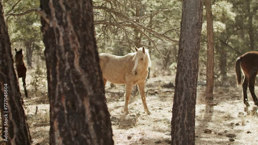 Wild horses grazing in the Grand Canyon National Park in Arizona with medium stable shot through trees. Wild horses grazing in the Grand Canyon National Park in Arizona with medium stable shot through trees.