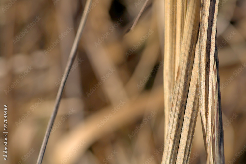 dried grass blades on blurred background