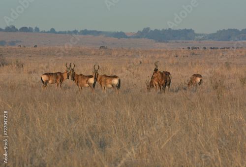 Tsessebe grazing in the veldt