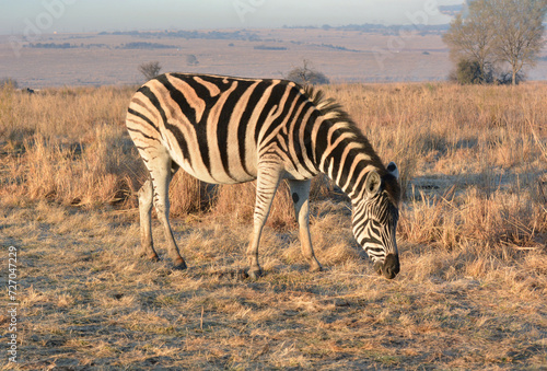 Zebra grazing early in the morning