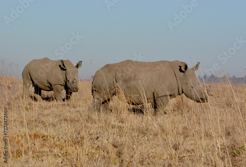 White Rhinoceros