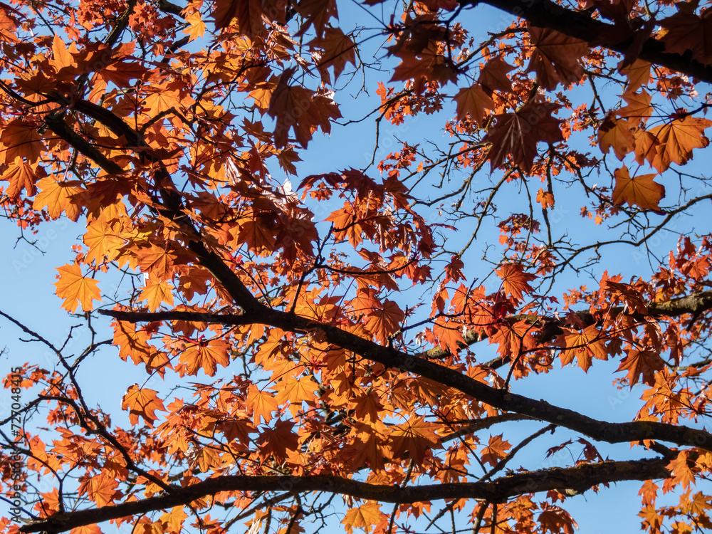 Red leaves of the Red maple (Acer rubrum) emerging red tinged in early spring with blue sky in background Red leaves of the Red maple (Acer rubrum) emerging red tinged in early spring with blue sky in background