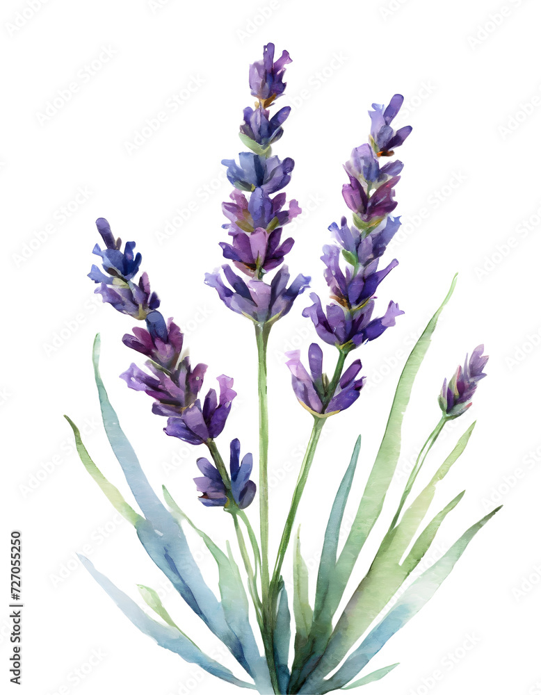 Naklejka premium Lavender illustration in watercolor painting style 