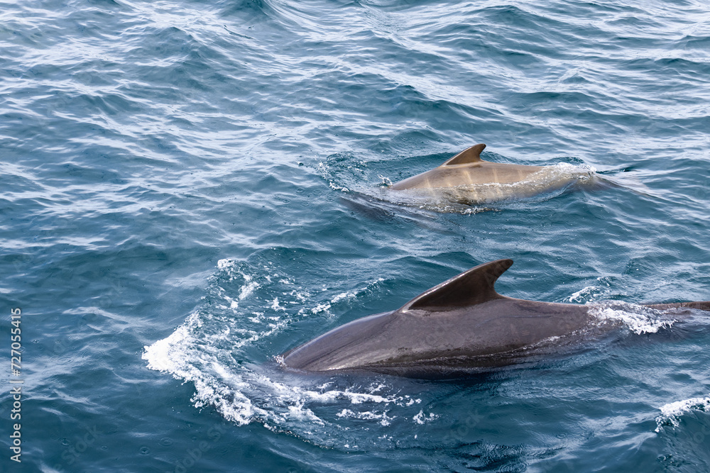 Fototapeta premium Amidst the Norwegian Sea's tapestry of deep blue, a mother pilot whale and her calf emerge, adding life to the water's captivating surface texture