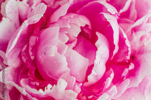 pink peony in the vase