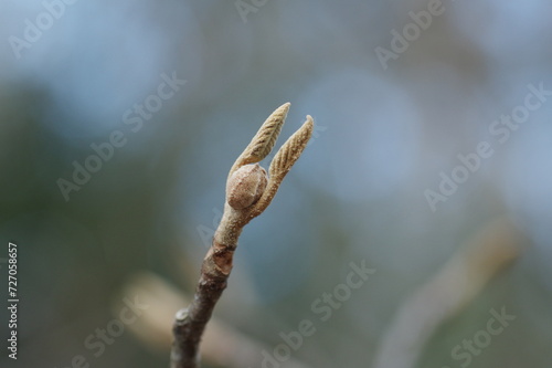 オオカメノキの冬芽 © Eastport_707