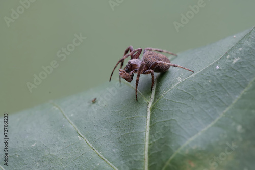 A spider of the species Eustala cepina is preying on a small spider on a leaf.
