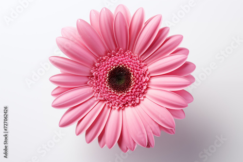 Flower isolated on white background.