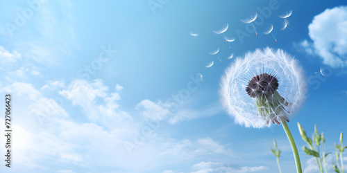 Close up of grown dandelions and dandelion seeds isolated on background  Dandelion flower with flying feathers on blue sky  