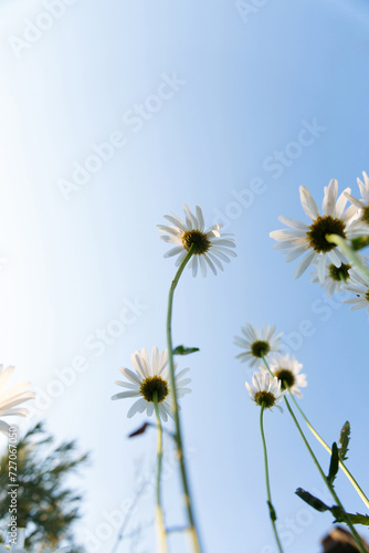 many white daisies in the garden against the sky