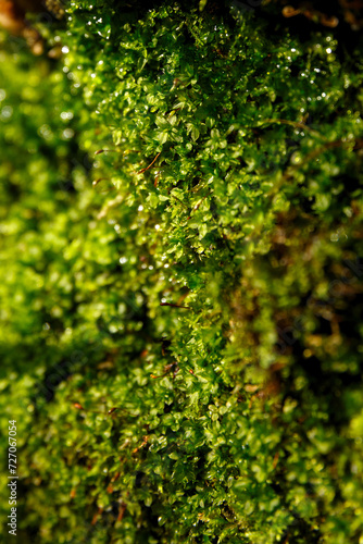 Natural background - moss in the bright rays of the sun