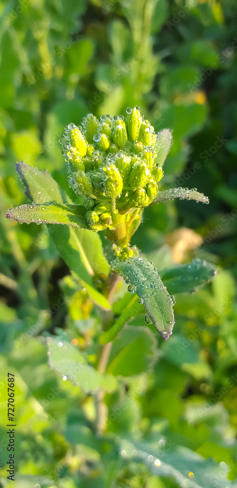 Canola yellow and white flower and water drops on it green flower Canola yellow and white flower and water drops on it green flower