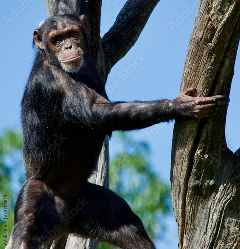 Chimpanzee holding onto a tree