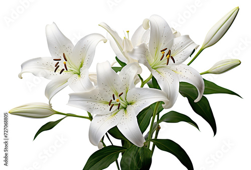 Elegant blooming lilies with buds, cut out photo