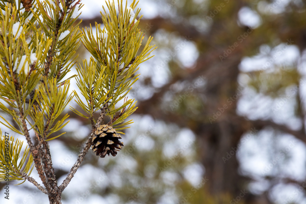 Small pine tree in fruit green tree branches Small pine tree in fruit green tree branches