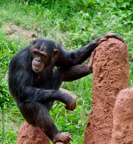 Obraz Chimpanzee in a natural setting