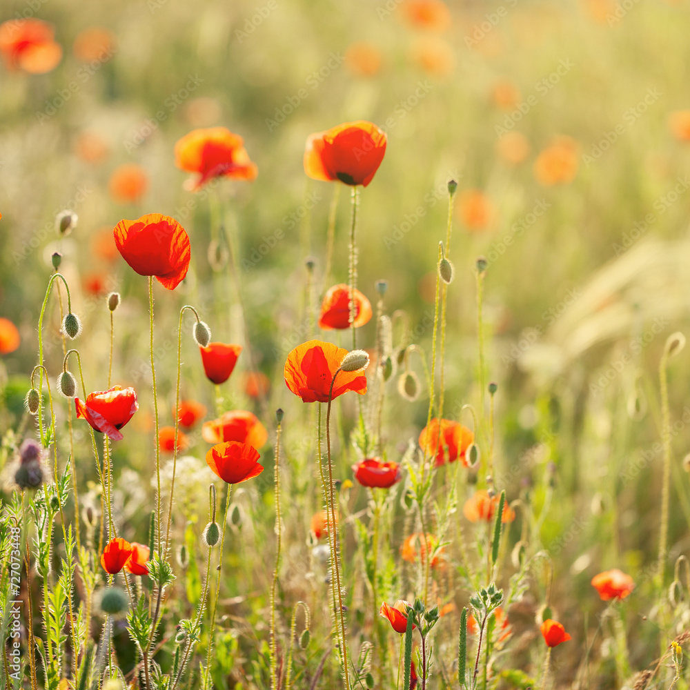 Obraz premium Red poppies in green grass