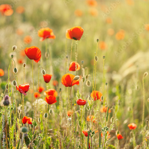 Red poppies in green grass