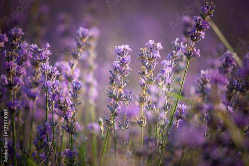 Branches of flowering lavender.
