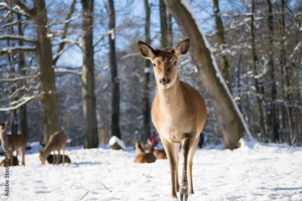 Isolated close up of a beautiful red doe on winter forest background Isolated close up of a beautiful red doe on winter forest background