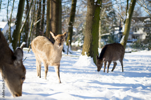 Cute sika deer fawn in winter forest is looking at you