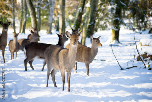 Fototapeta Naklejka Na Ścianę i Meble -  Sika deer herd on forest background in winter looking at you