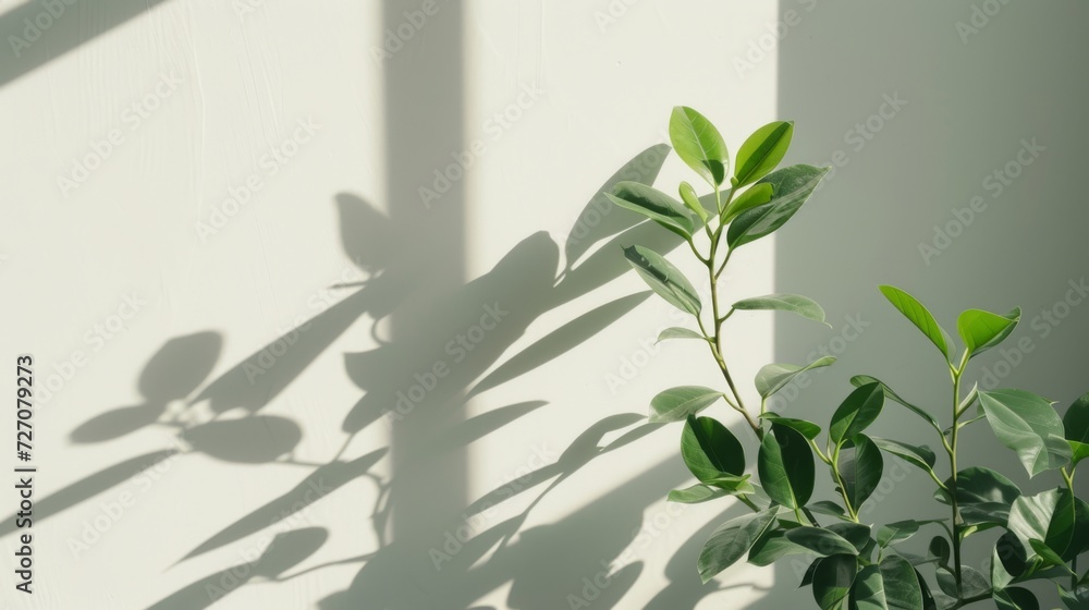 Soft sunlight casts a tranquil shadow of a plant on a smooth white wall, creating a minimalist aesthetic Soft sunlight casts a tranquil shadow of a plant on a smooth white wall, creating a minimalist aesthetic