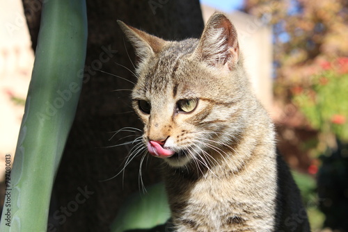Wallpaper Mural portrait of a cat Torontodigital.ca
