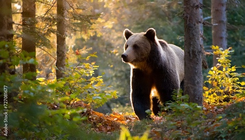 Brown bear in the woods, adult , beautiful forest, wildlife nature