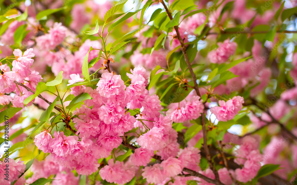 Sakura. Cherry blossom, branches with flowers sway in the wind. Pink flowers of the sakura tree. Spring landscape with flowering trees. Beautiful nature on a sunny day. Sakura. Cherry blossom, branches with flowers sway in the wind. Pink flowers of the sakura tree. Spring landscape with flowering trees. Beautiful nature on a sunny day.