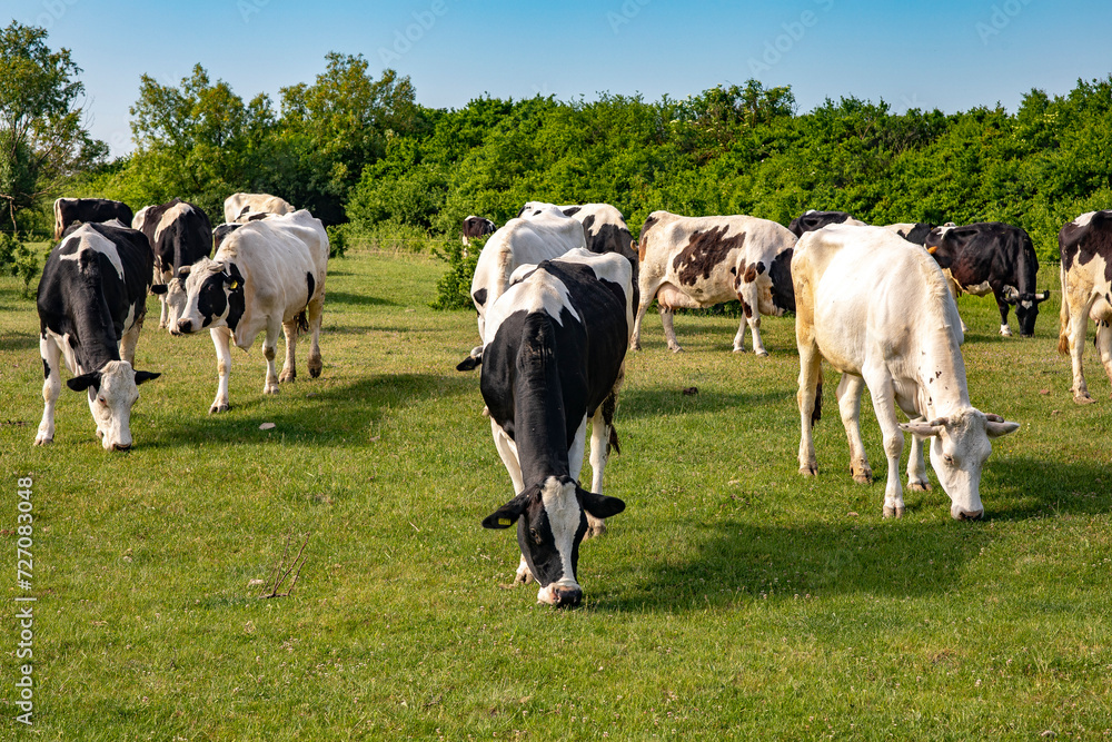 Cows grazing in pasture in Timis province, Romania