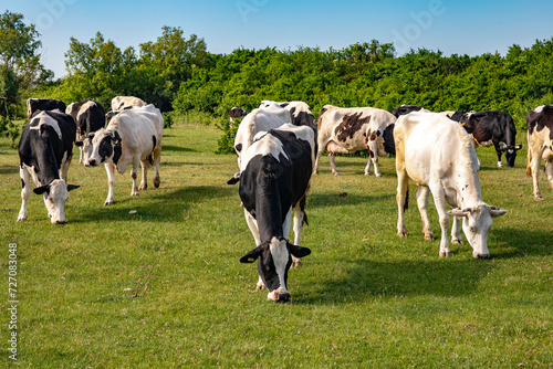 Cows grazing in pasture in Timis province, Romania