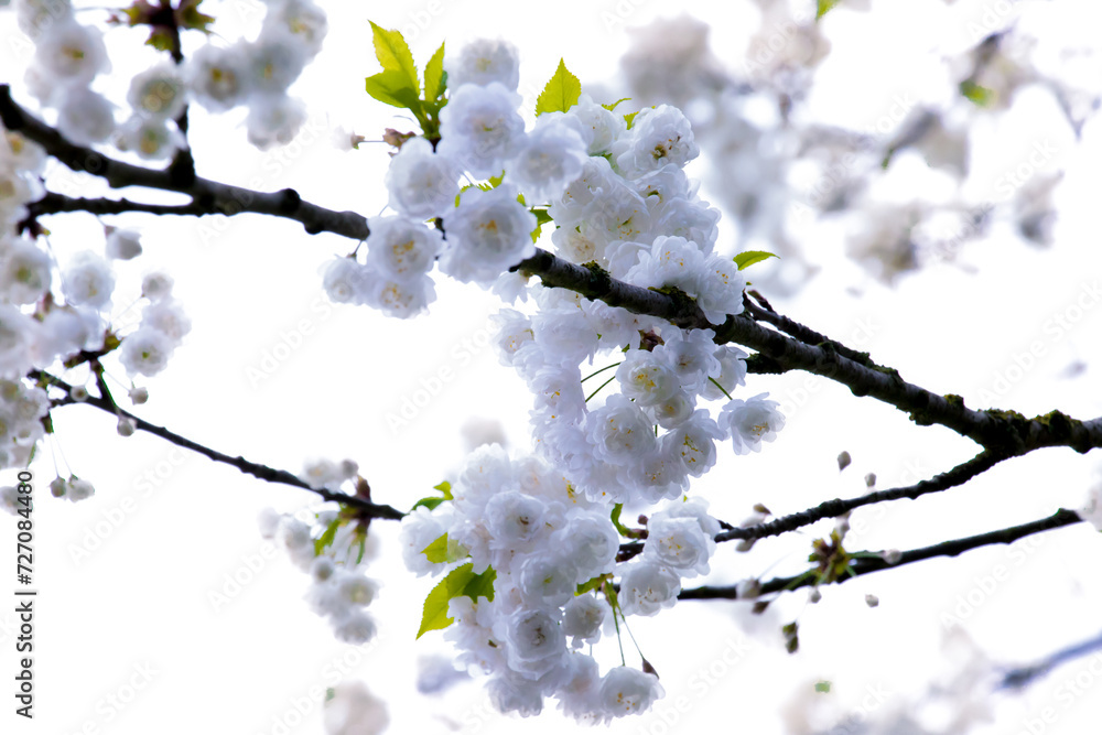 Cherry blossoms blooming in spring blue sky. Cherry blossoms blooming in spring blue sky.