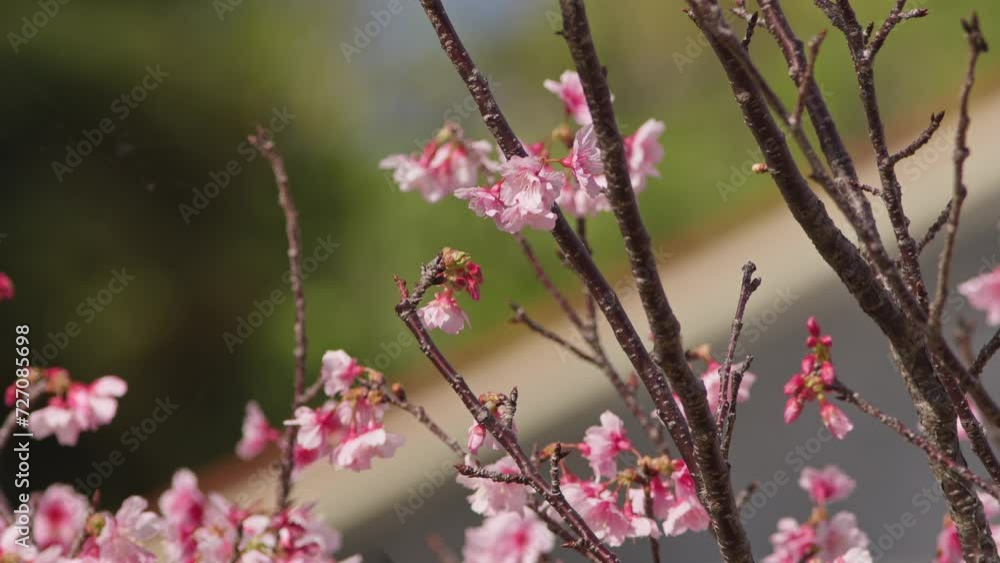 Swallowtail Butterfly Feeding on Cherry Blossom. Swallowtail Butterfly Feeding on Cherry Blossom.