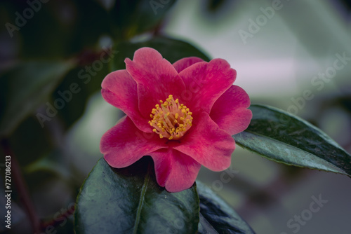 flower with pink and yellow buds