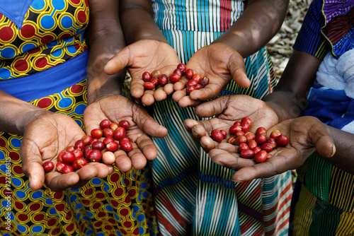Kopakama coffee grower's cooperative, Rutsiro, Rwanda. Women with coffee cherries in their collective plantation