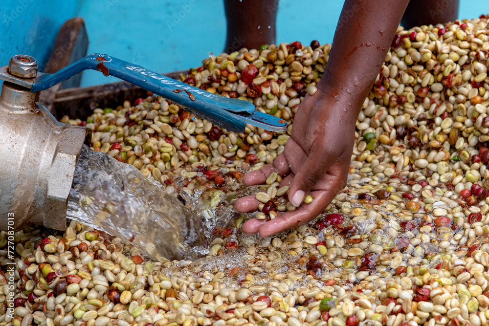 Obraz premium Abakundakawa coffee grower's cooperative, Minazi coffee washing station, Gakenke district, Rwanda