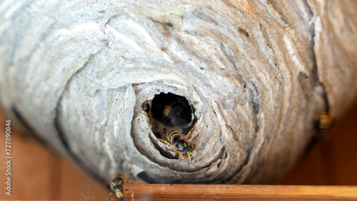 wasp's nest in the yard of the house