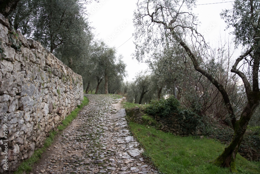 Old stone road near a brick wall in perspective near an olive garden