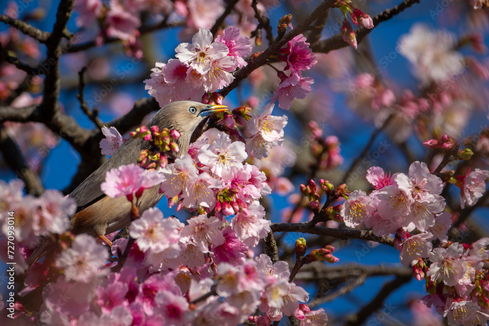 Chestnut-tailed Starling bird collecting nectar from cherry blossom, bird perched in cherry tree, bird in Taiwan
