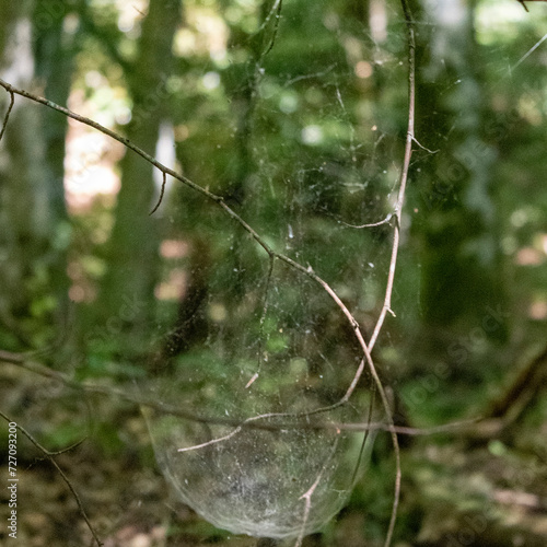 spider web with dew drops