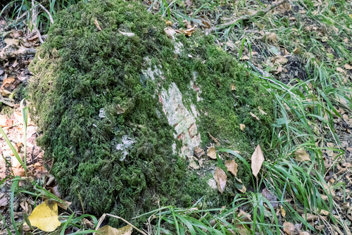 moss on the stone