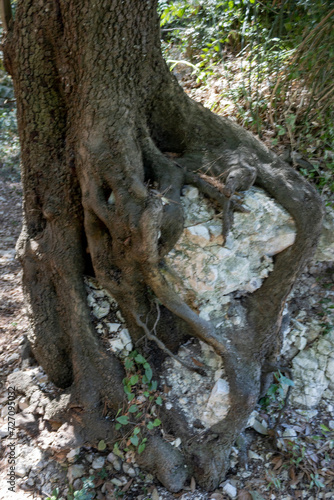 roots of a tree with a heart inside © Daniele