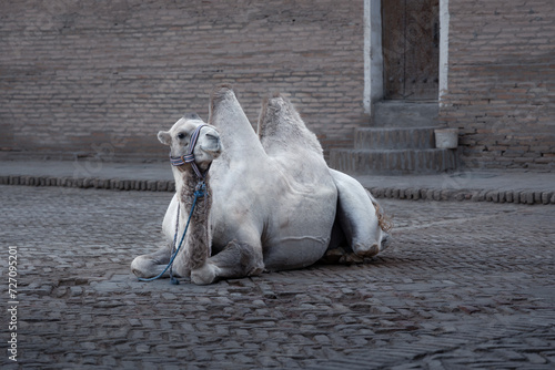 Old city street scene with big white camel lying on cobbled square, Ichan Kala, Khiva, Uzbekistan photo