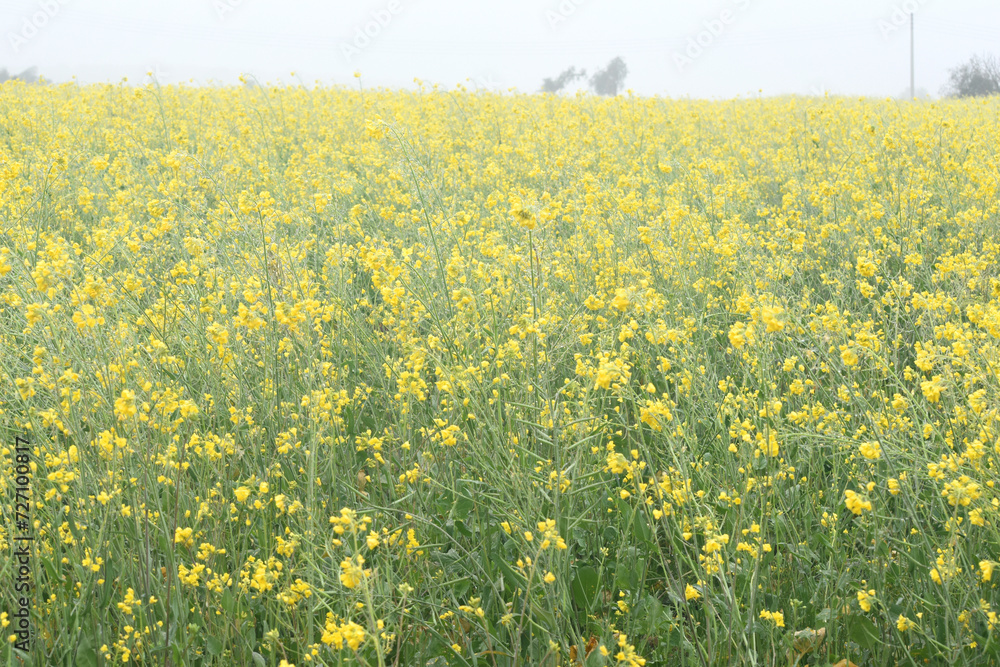Fototapeta premium Mustard flower field is full blooming, yellow mustard field landscape industry of agriculture, mustard flowers closeup photo