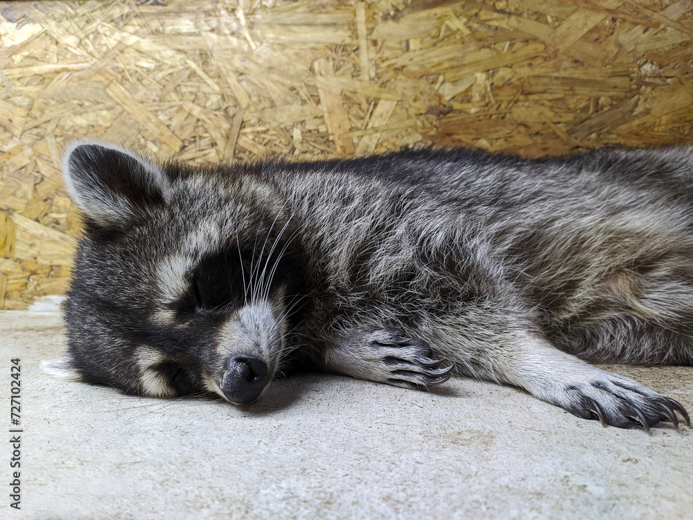 sleeping raccoon, medium-sized mammal, close-up sleeping raccoon, medium-sized mammal, close-up
